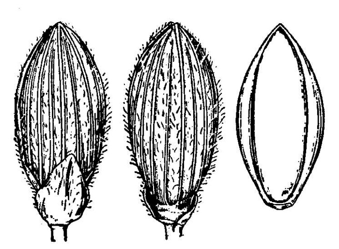 image of Dichanthelium commutatum +, Variable Witchgrass