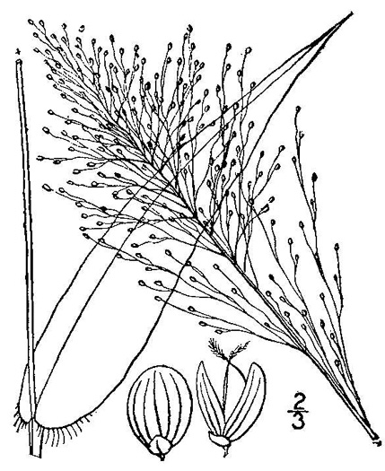 image of Dichanthelium polyanthes, Many-flowered Witchgrass, Small-fruited Witchgrass, Roundseed Witchgrass