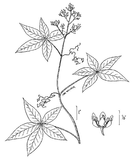 image of Parthenocissus quinquefolia, Virginia Creeper