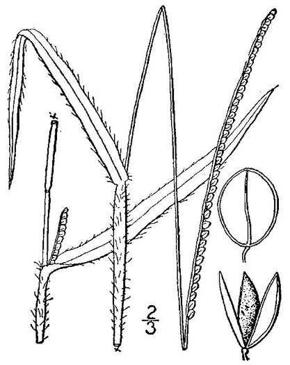 image of Paspalum setaceum var. muhlenbergii, thin paspalum