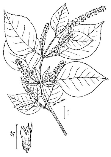 image of Perilla frutescens, Beefsteak-plant, Perilla