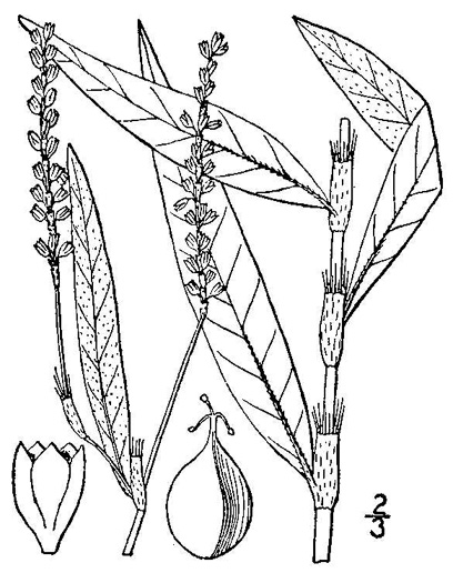 image of Persicaria hydropiperoides, Mild Waterpepper, Swamp Smartweed