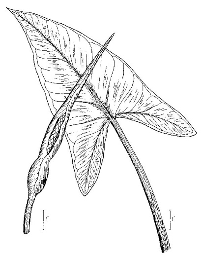 image of Peltandra virginica, Green Arrow-arum, Tuckahoe