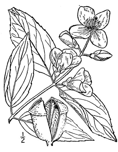 drawing of Philadelphus coronarius, European Mock-orange, Sweet Mock-orange