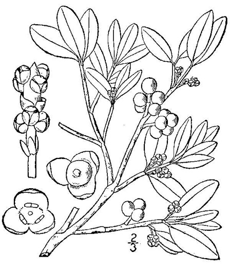 image of Phoradendron leucarpum ssp. leucarpum, American Mistletoe, Christmas Mistletoe