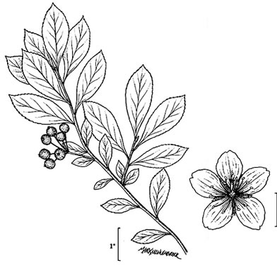 image of Aronia prunifolia, Purple Chokeberry