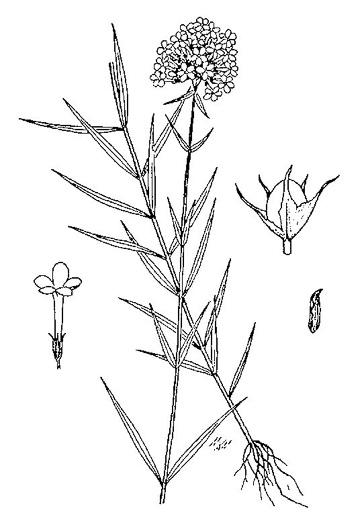 image of Phlox glaberrima, Smooth Phlox