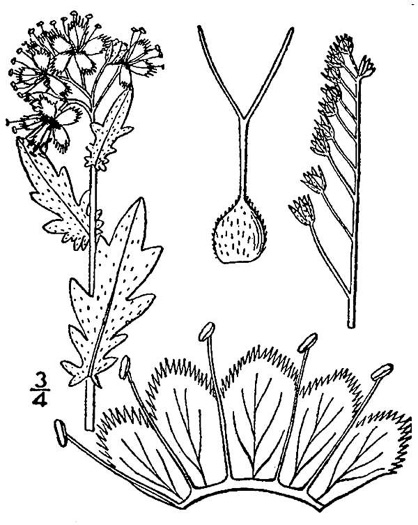 drawing of Phacelia purshii, Miami-mist