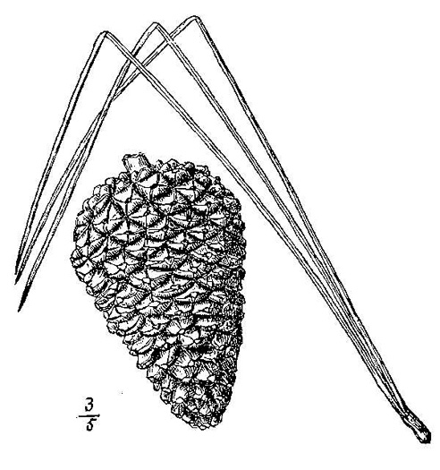 image of Pinus serotina, Pond Pine, Pocosin Pine, Marsh Pine