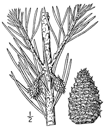 image of Pinus virginiana, Virginia Pine, Scrub Pine, Jersey Pine, Possum Pine