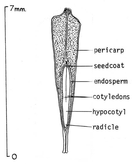 image of Platanus occidentalis var. occidentalis, American Sycamore, Planetree