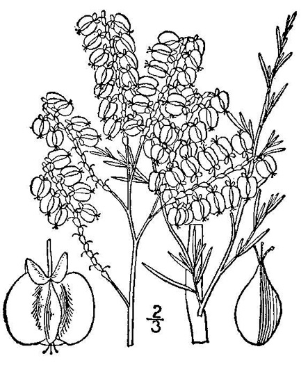 image of Polygonella americana, Southern Jointweed, Showy Jointweed