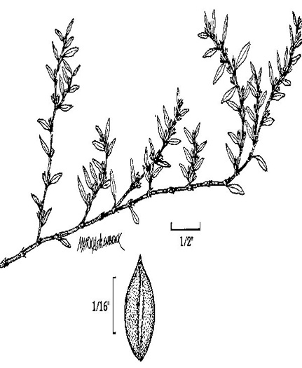 image of Polygonum aviculare ssp. aviculare, Prostrate Knotweed