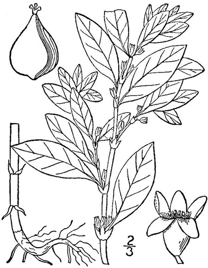 drawing of Polygonum erectum, Erect Knotweed