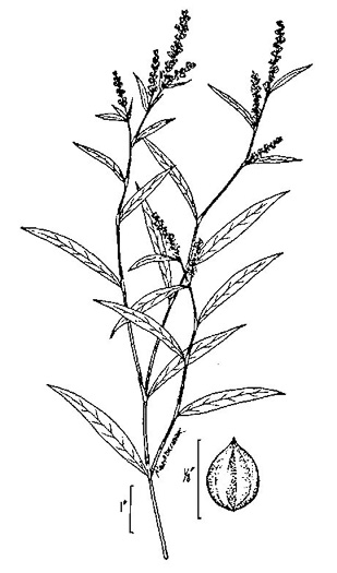 image of Persicaria hydropiperoides, Mild Waterpepper, Swamp Smartweed