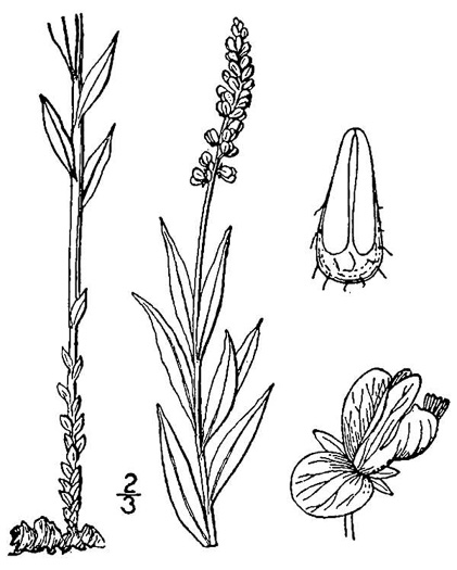 drawing of Polygala senega +, Seneca Snakeroot