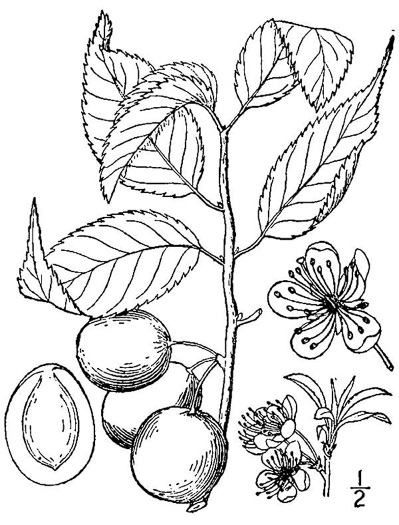 image of Prunus americana, American Wild Plum, Wild Plum