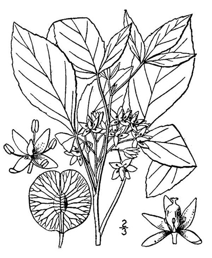 image of Ptelea trifoliata, Wafer-ash, Hoptree