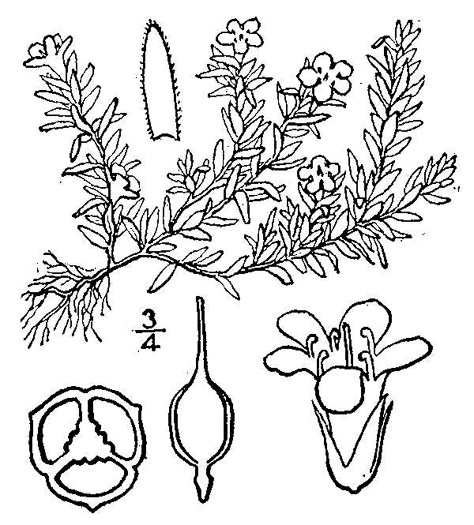 image of Pyxidanthera barbulata var. barbulata, Flowering Pyxie-moss, Big Pyxie, Savanna Pyxiemoss