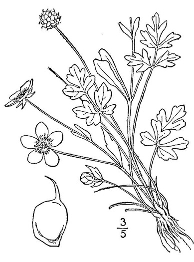 image of Ranunculus fascicularis, Early Buttercup, Thick-root Butterdup