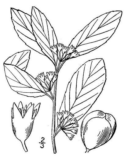 image of Frangula caroliniana, Carolina Buckthorn, Polecat-tree, Indian Currant, Indian-cherry