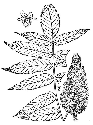 image of Rhus typhina, Staghorn Sumac