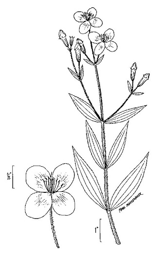 image of Rhexia virginica, Virginia Meadowbeauty, Wingstem Meadowbeauty, Deergrass