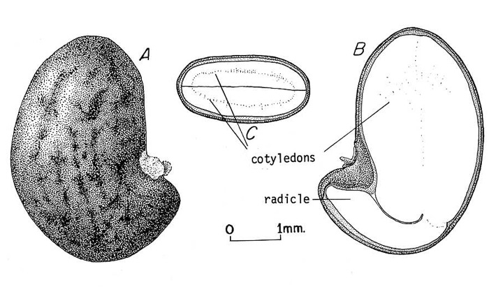 image of Robinia pseudoacacia, Black Locust