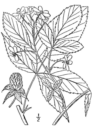 image of Rubus canadensis, Smooth Blackberry, Thornless Blackberry