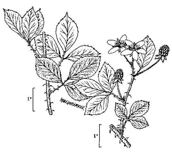 image of Rubus cuneifolius, Sand Blackberry