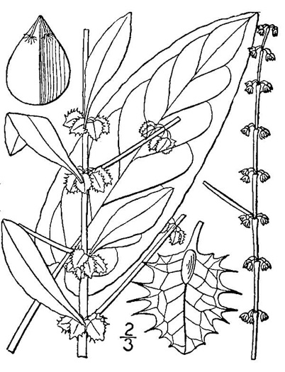 image of Rumex pulcher, Fiddle Dock