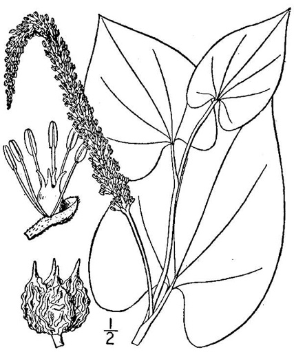 image of Saururus cernuus, Lizard's-tail, Water-dragon