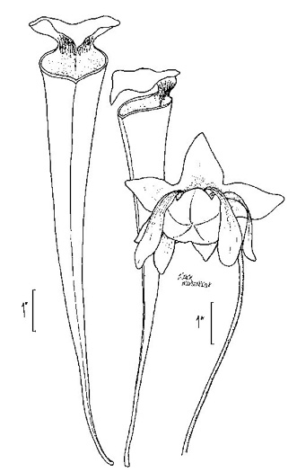 Sarracenia flava, Yellow Pitcherplant, Yellow Trumpet, Trumpets