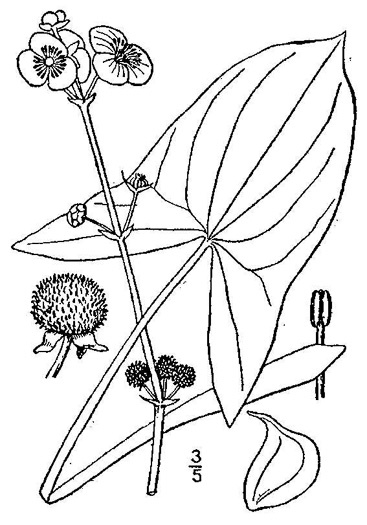 image of Sagittaria latifolia +, Broadleaf Arrowhead, Duck Potato, Common Arrowhead