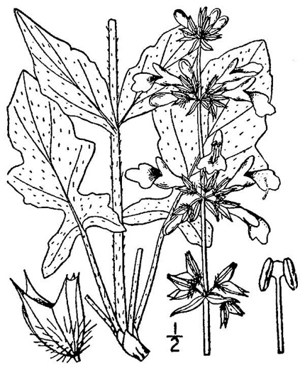 image of Salvia lyrata, Lyreleaf Sage, Cancer-weed