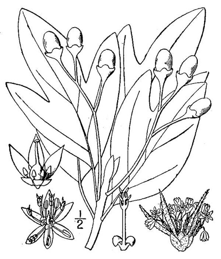 image of Sassafras albidum, Sassafras