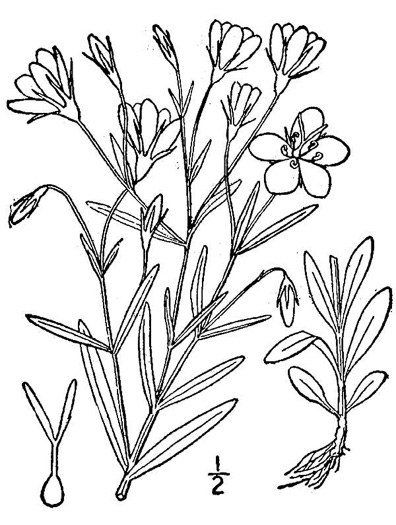 image of Sabatia stellaris, Annual Sea-pink, Salt-marsh Pink, Rose-of-Plymouth