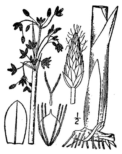 drawing of Schoenoplectus tabernaemontani, Softstem Bulrush, Great Bulrush