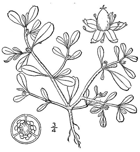 image of Sesuvium maritimum, Small Sea-purslane, Slender Sea-purslane