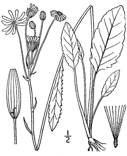 image of Packera dubia, Woolly Ragwort, Woolly Groundsel, Woolly Goldenwort