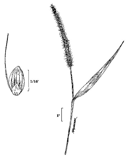 image of Setaria verticillata, Hooked Bristlegrass