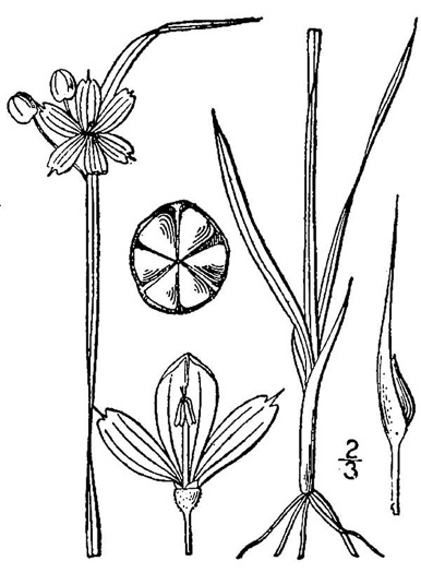 image of Sisyrinchium angustifolium, Narrowleaf Blue-eyed-grass, Stout Blue-eyed-grass