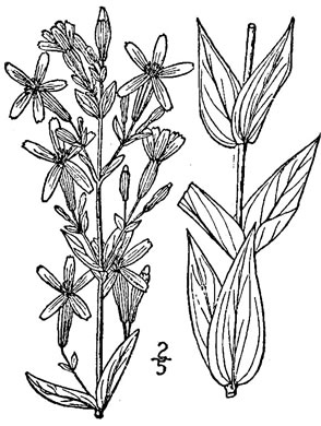 image of Silene regia, Royal Catchfly