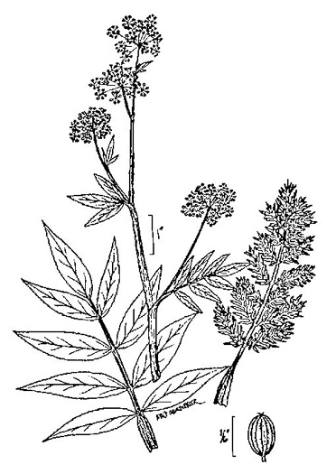 image of Sium suave, Hemlock Water-parsnip