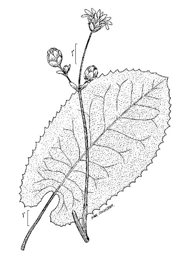 image of Silphium terebinthinaceum, Prairie-dock, Broadleaf Prairie-dock