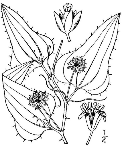 image of Smilax bona-nox var. bona-nox, Fringed Greenbrier, Catbrier, Stretchberry, Tramp's Trouble