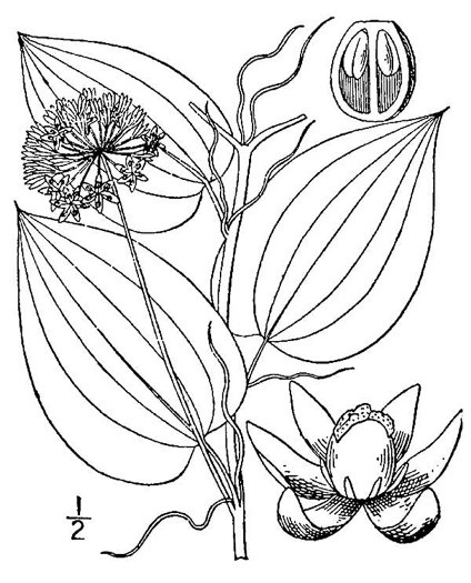 image of Smilax herbacea, Common Carrionflower, Smooth Carrionflower