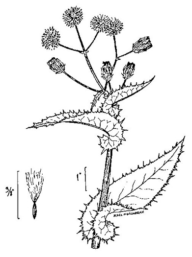 image of Sonchus asper, Prickly Sowthistle, Spiny-leaf Sowthistle