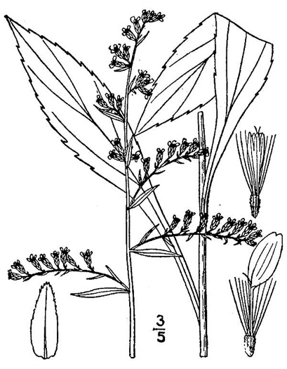 drawing of Solidago boottii, Boott's Goldenrod, Cutleaf Goldenrod