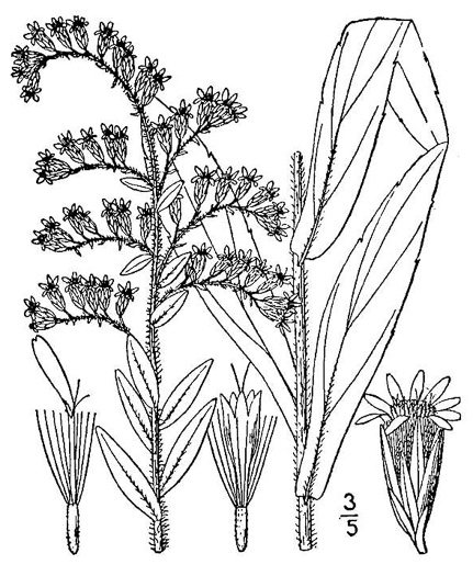 drawing of Solidago fistulosa, Pine Barren Goldenrod, Hairy Pineywoods Goldenrod, Shaggy Pineywoods Goldenrod